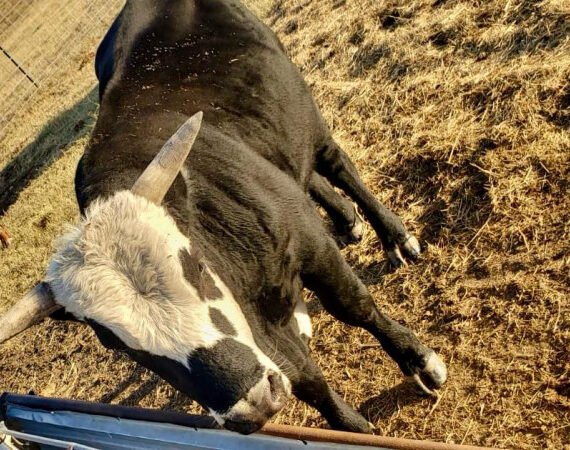 Hallazgo inédito: Un gusano barrenador más en Querétaro apunta a nuevos desafíos agrícolas y sanitarios