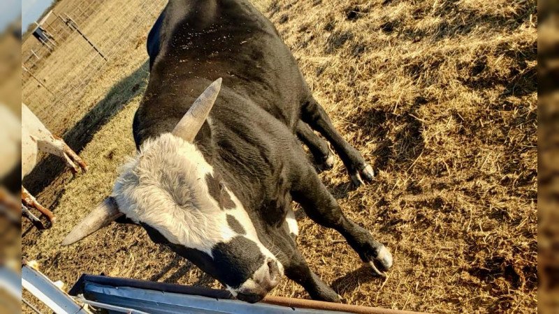 Hallazgo inédito: Un gusano barrenador más en Querétaro apunta a nuevos desafíos agrícolas y sanitarios